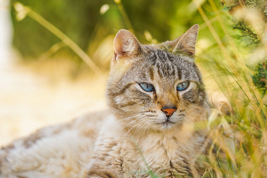 La version améliorée de la litière pour chat au tofu est ici！